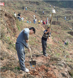 Planting trees (Chengdu Ito-Yokado)