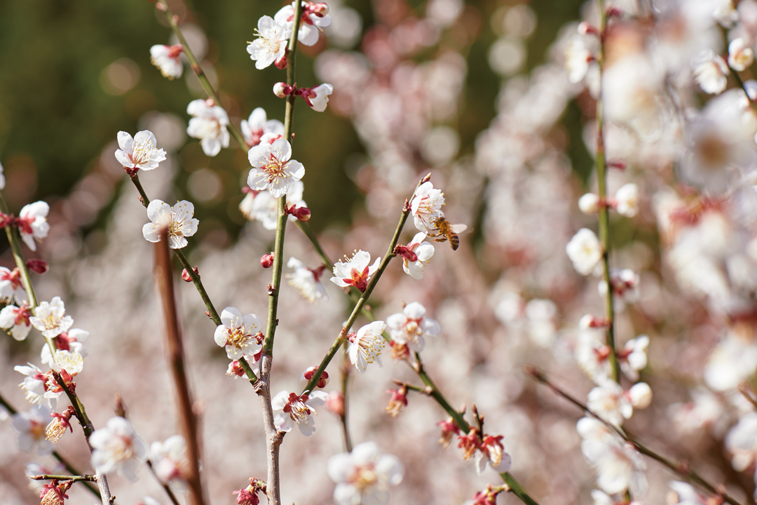 梅の花とミツバチ