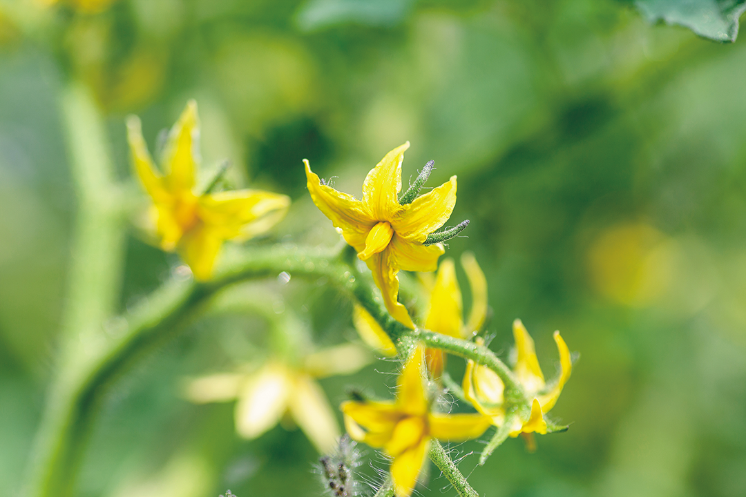 トマトの花