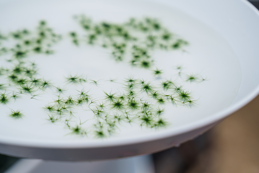 緑色の小さな星屑のようなもの
