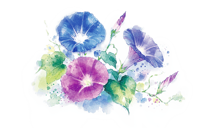 朝顔のイラスト