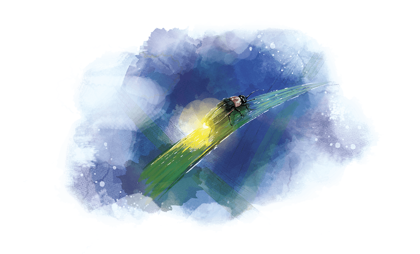 ホタルのイラスト