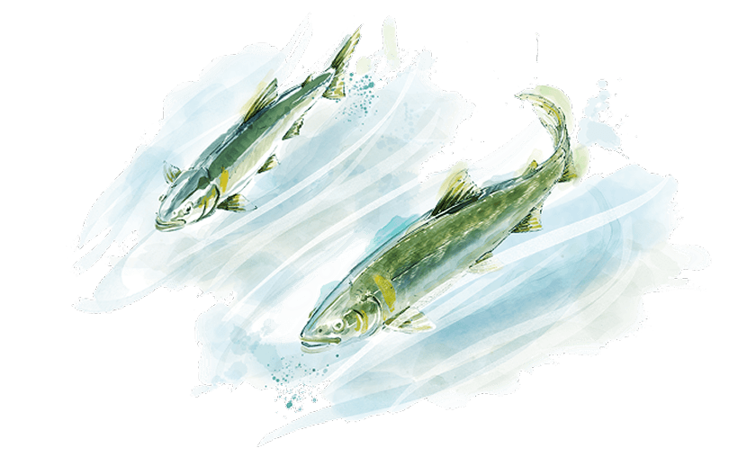 川釣りのイラスト